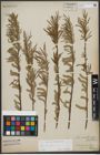 Foto von Salix viminalis L.